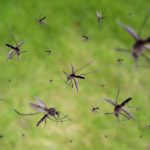 Tips to control mosquito| GreenLeaf Pest Control