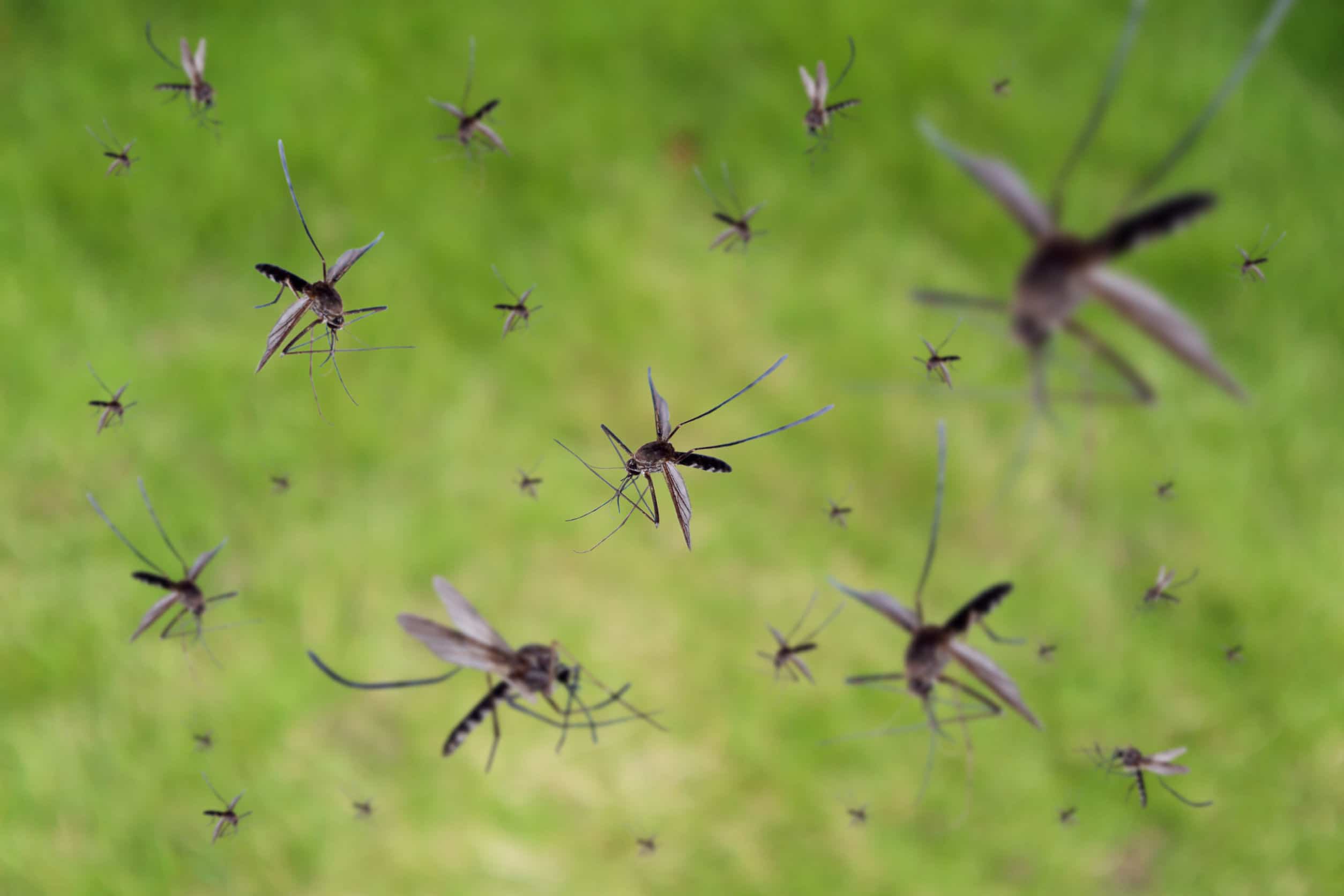 How Toronto Homeowners Are Preparing Ahead for Mosquito Season