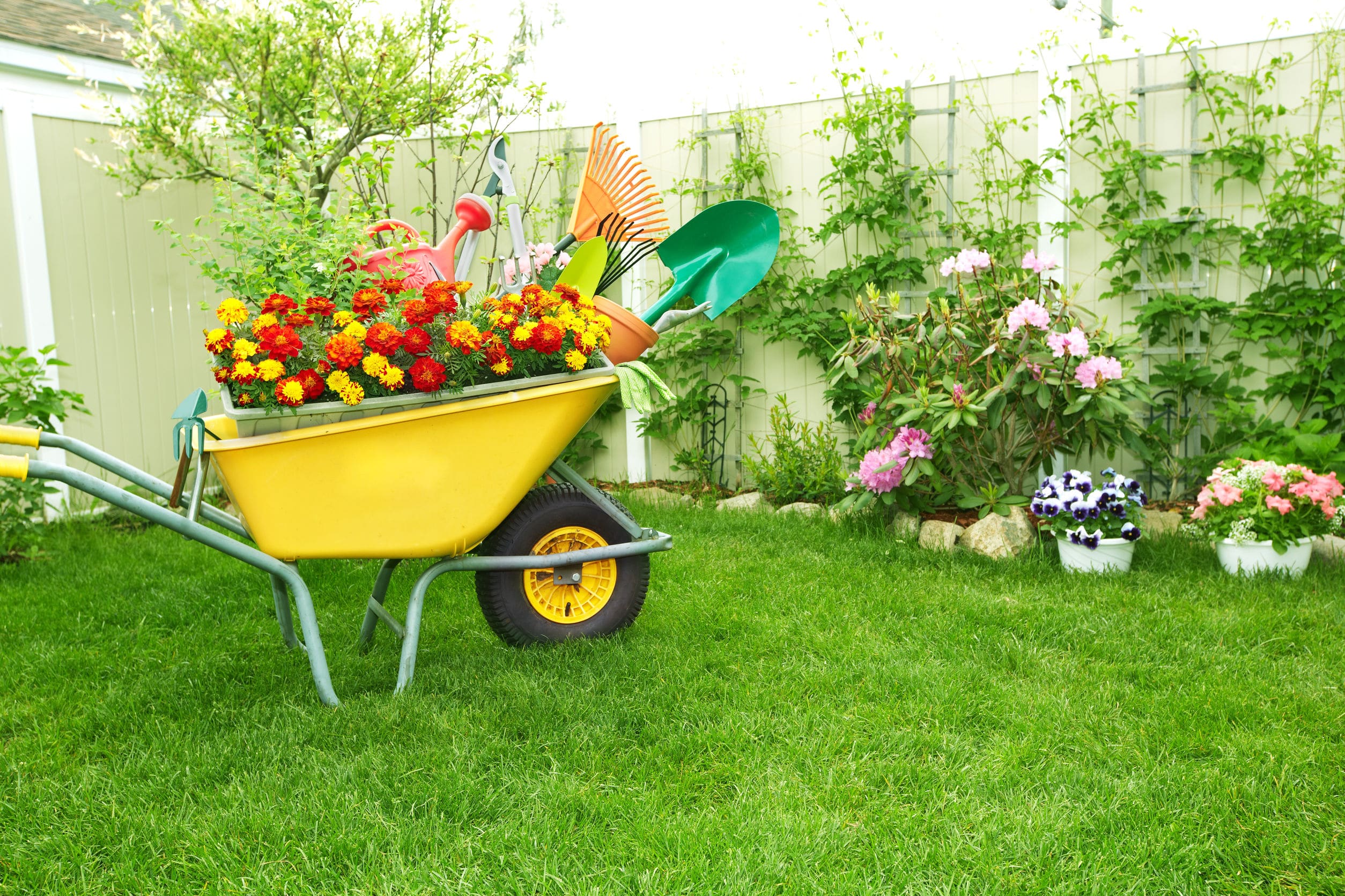 Keeping Pests Out of Your Garden in Toronto