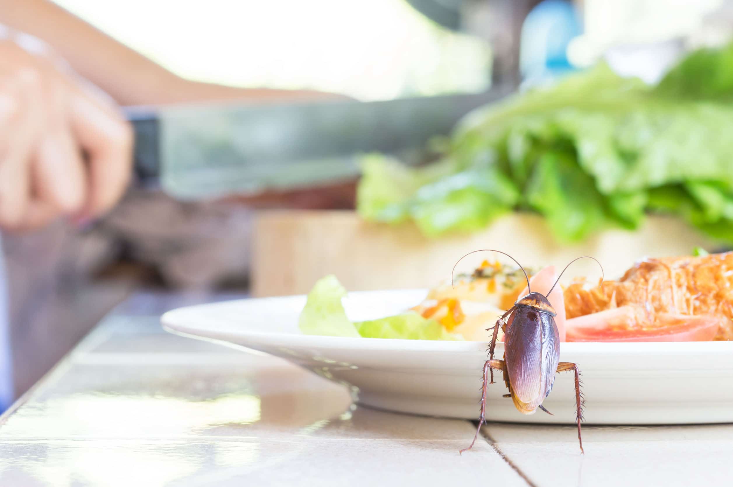 Why Cockroaches Swarm in Summer (and What Toronto Residents Can Do)