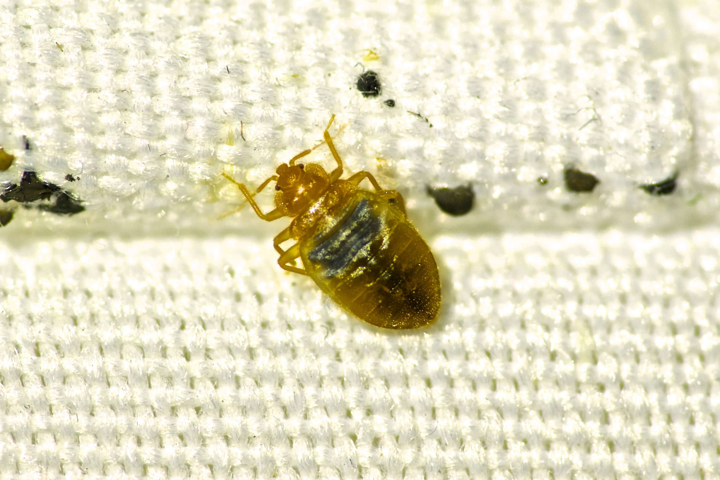 Toronto Bed Bug Removal and Control