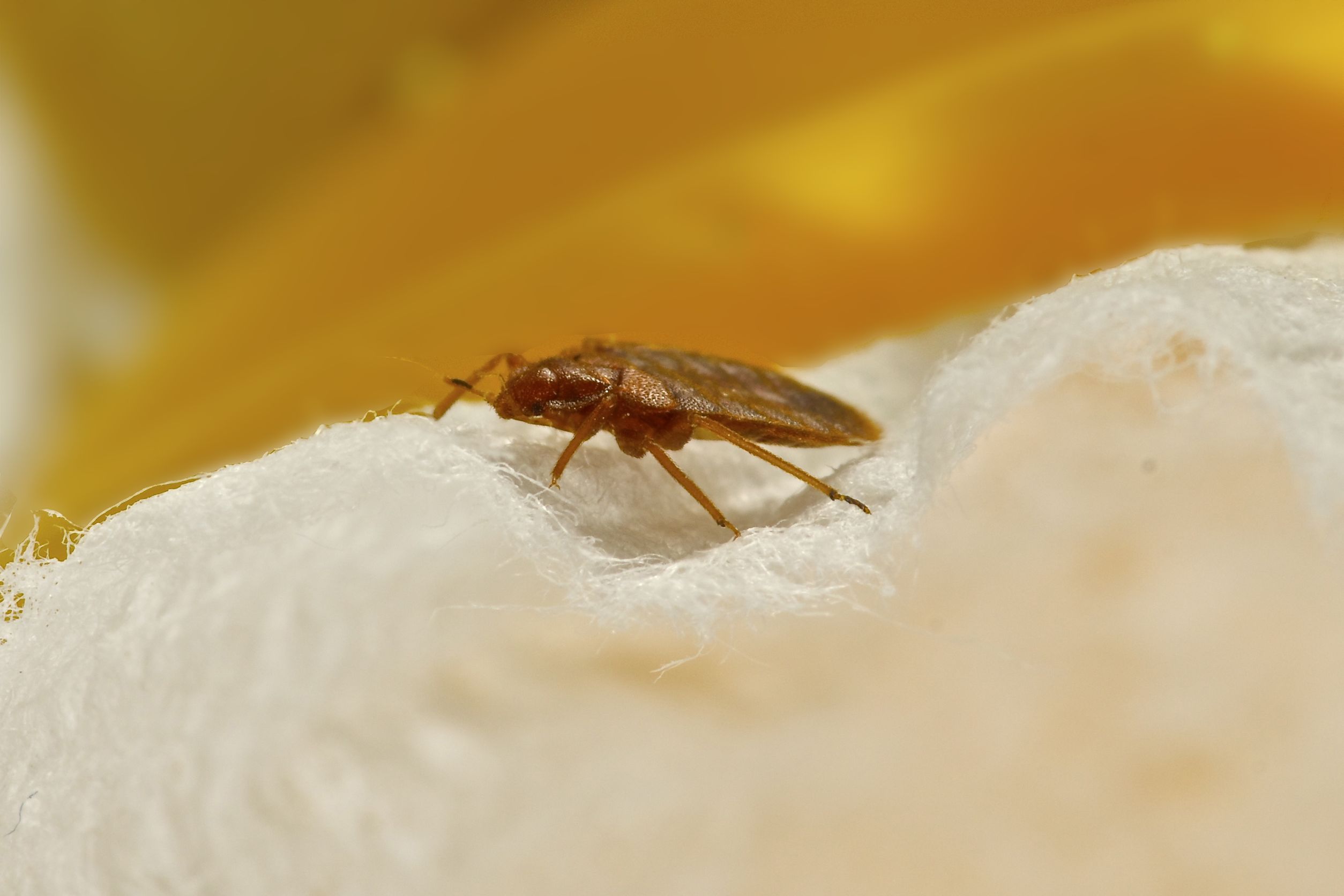 Toronto Bed Bug Control 