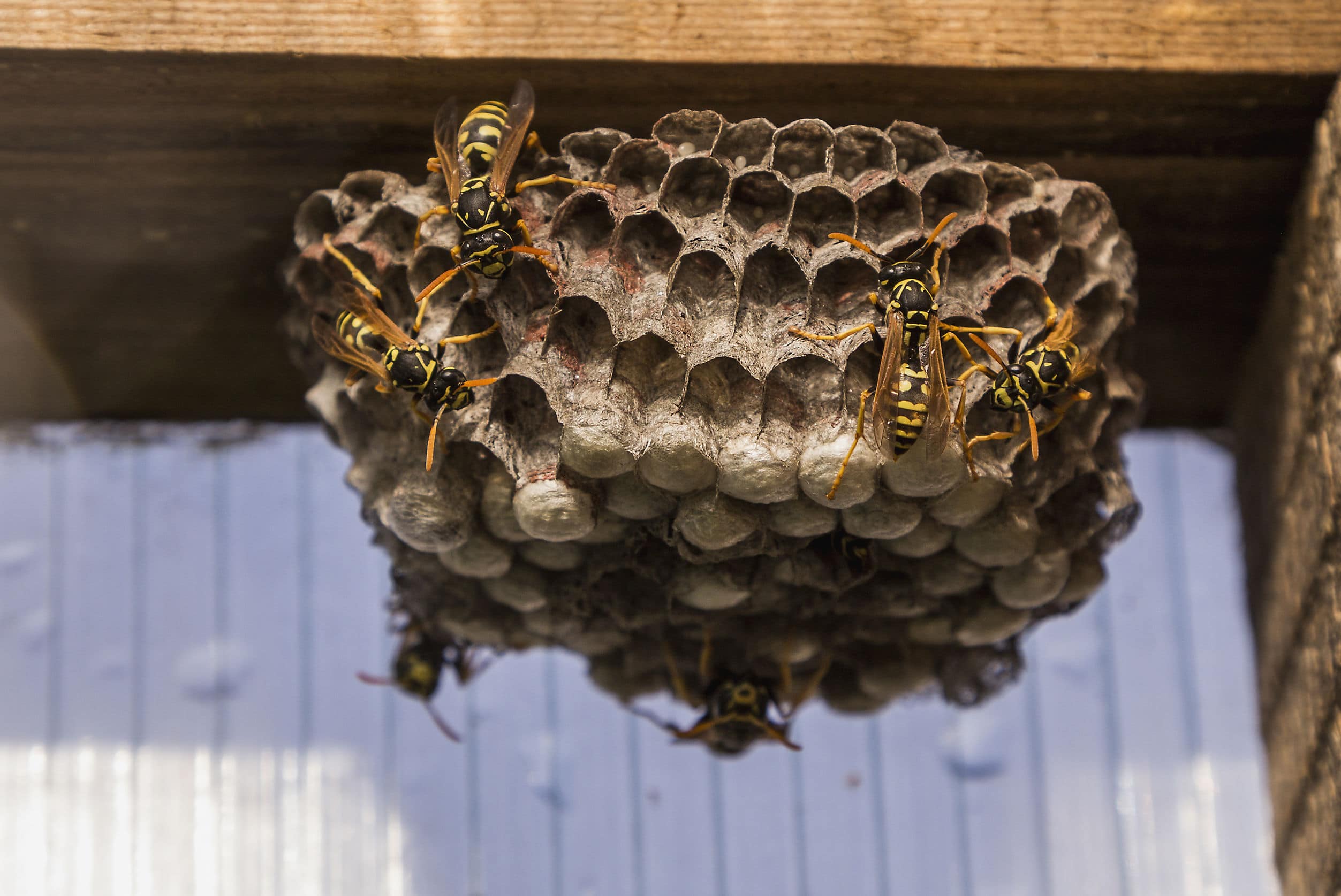 How to identify and deter wasps in Toronto