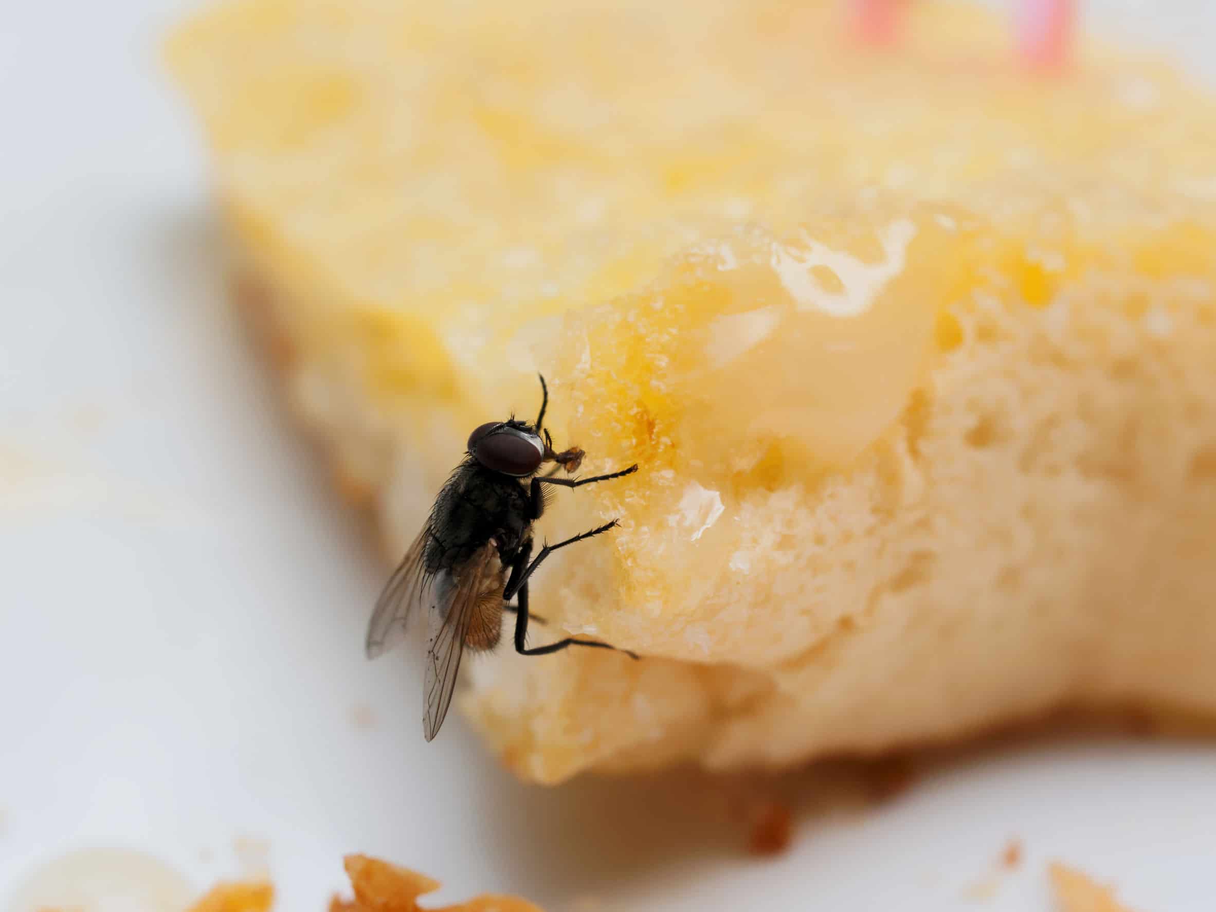 Toronto House Flies: More Harmful to Humans Than You Think