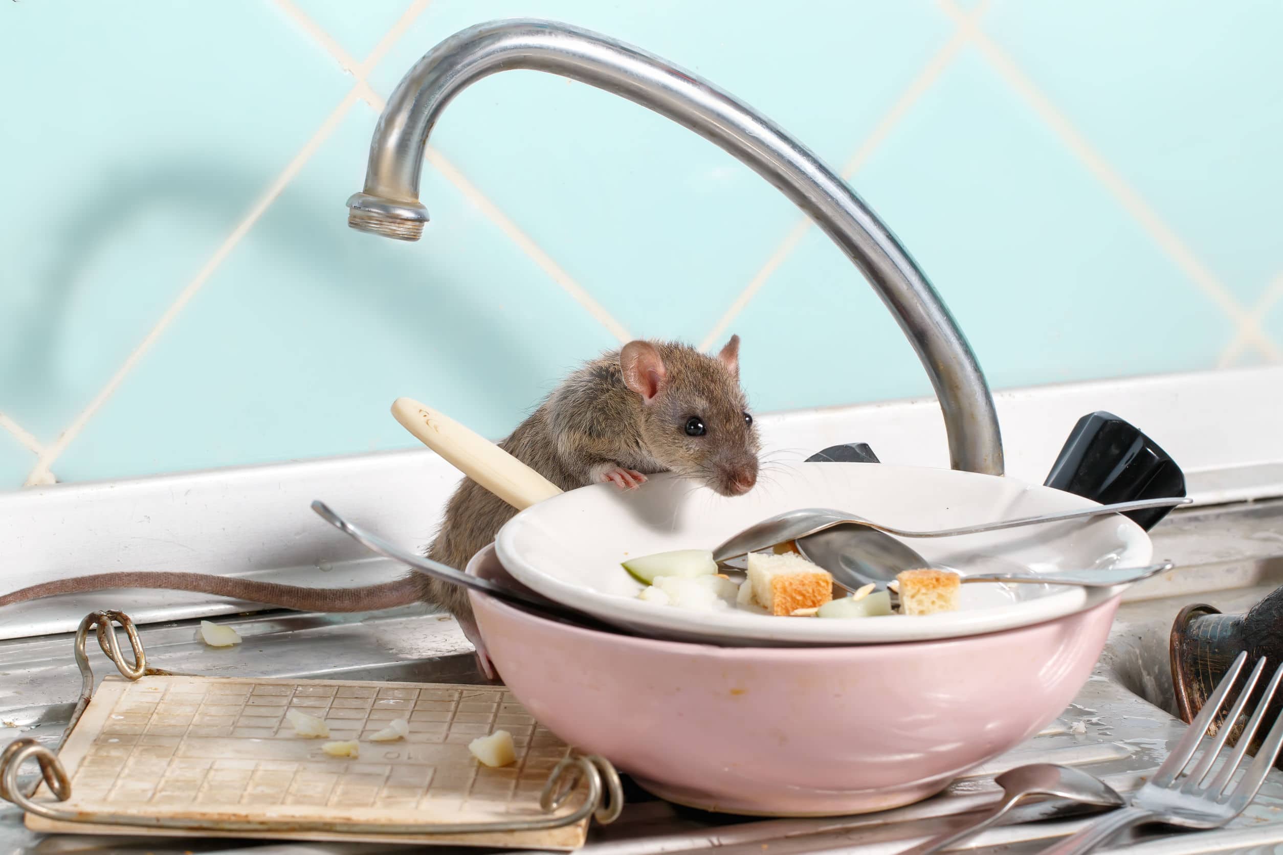 Why Rodent Control Matters to Toronto Families