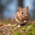Facts, Identification & Elimination | Exterior Rodents