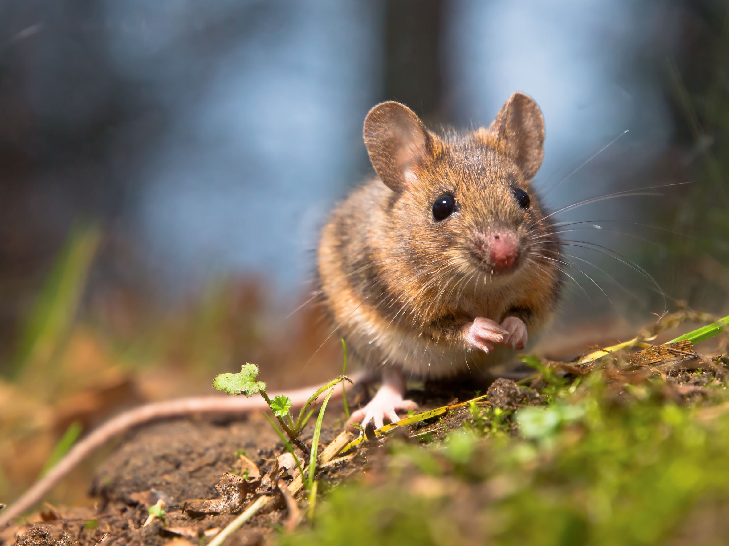 Reasons Exterior Rodents Become an Issue for Toronto Homeowners