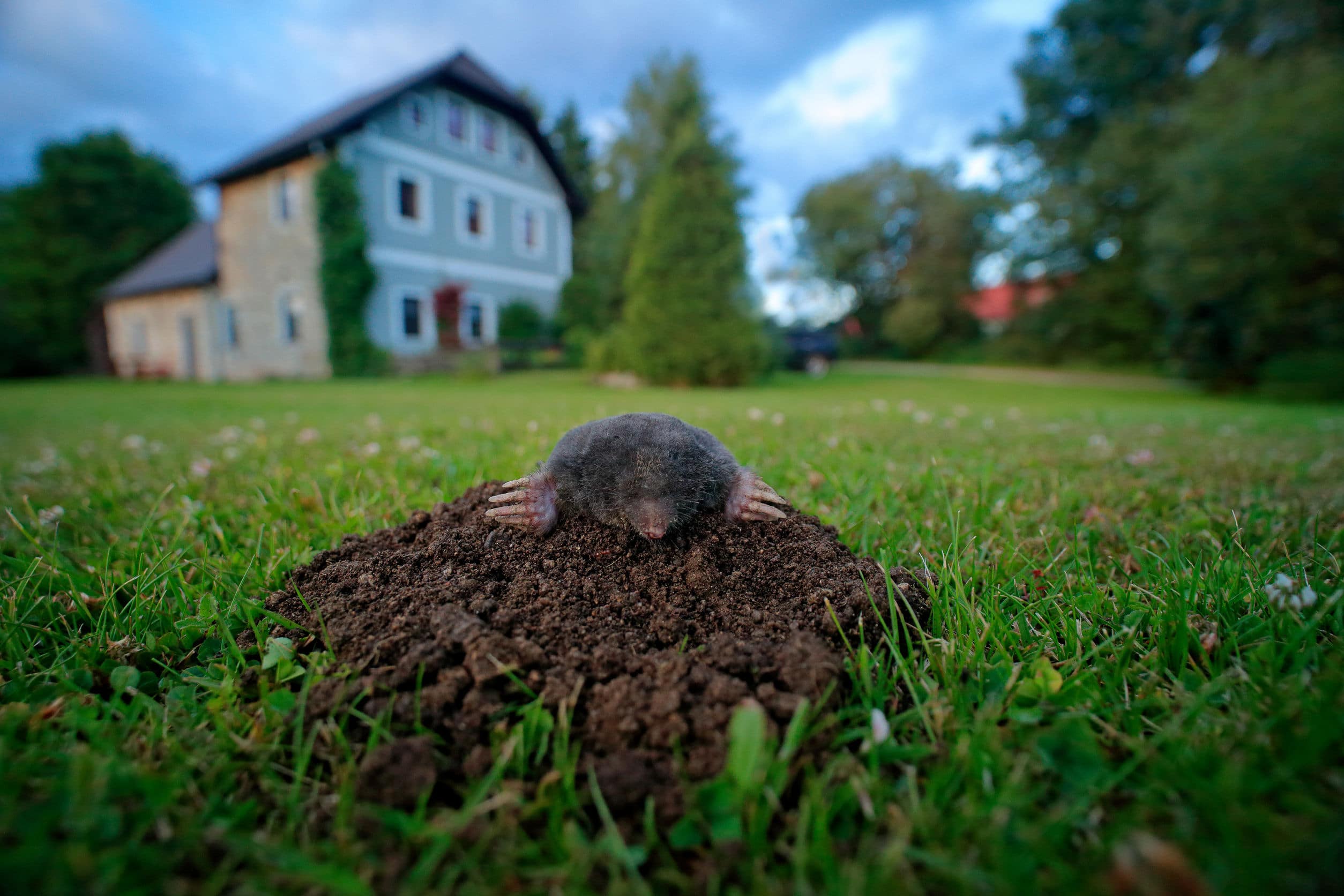 Toronto Rodent Pest Control