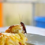 Found Cockroaches in Your Restaurant - Follow These Steps