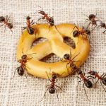 5 Foods in Your Home Ants Love to Eat