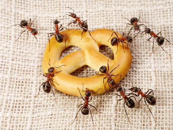 What do ants eat deals