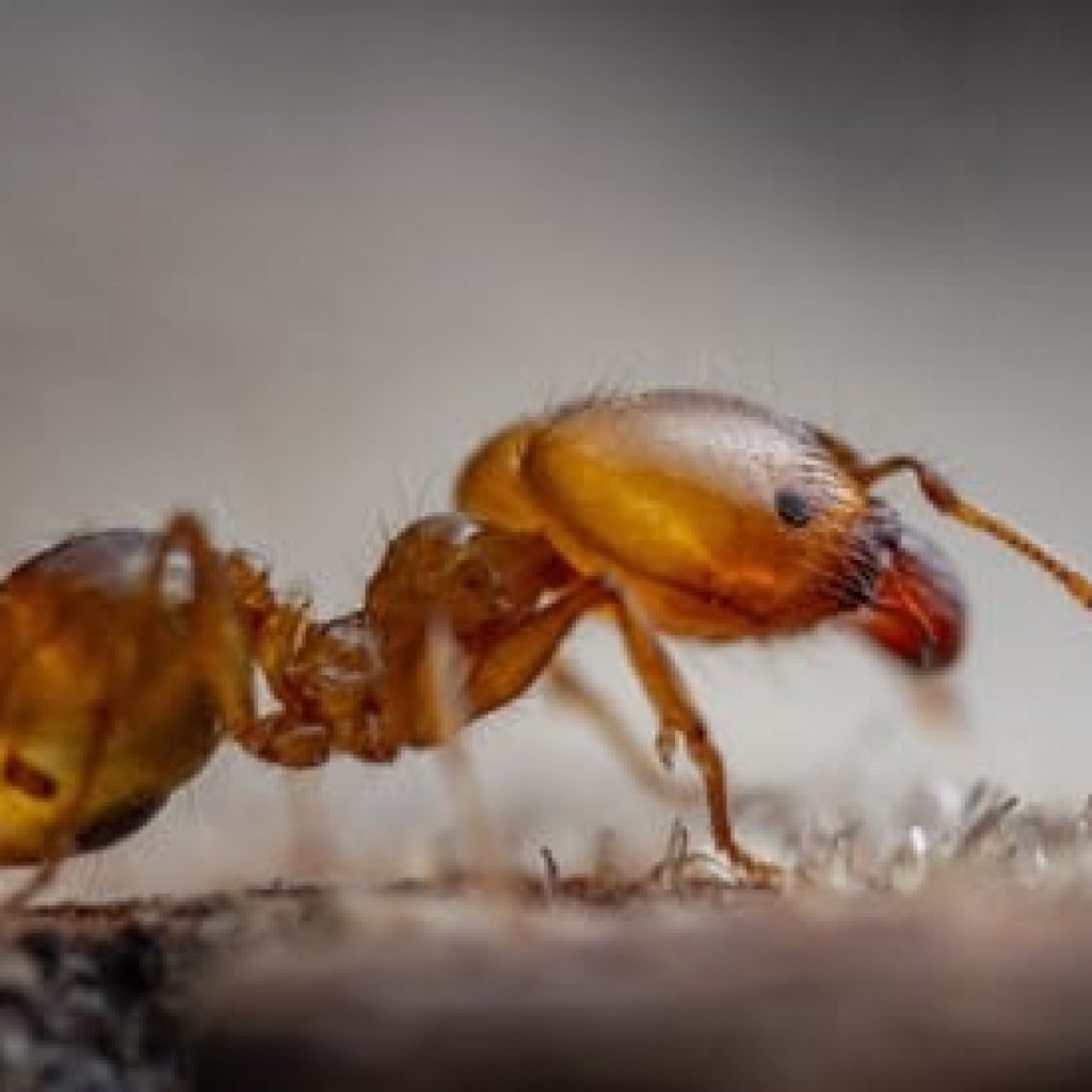 Identify Ants in Your Ontario Home GreenLeaf Pest Control
