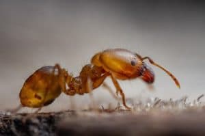 Pharoh Ants