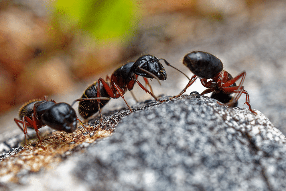 carpenter ant removal