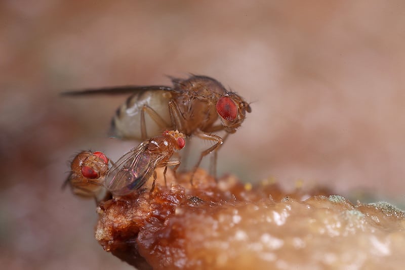 Fruit Flies | tips and tricks to protect your family