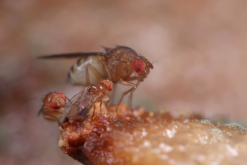 Indoor Flies and Their Control - Texas A&M Agrilife Extension Service