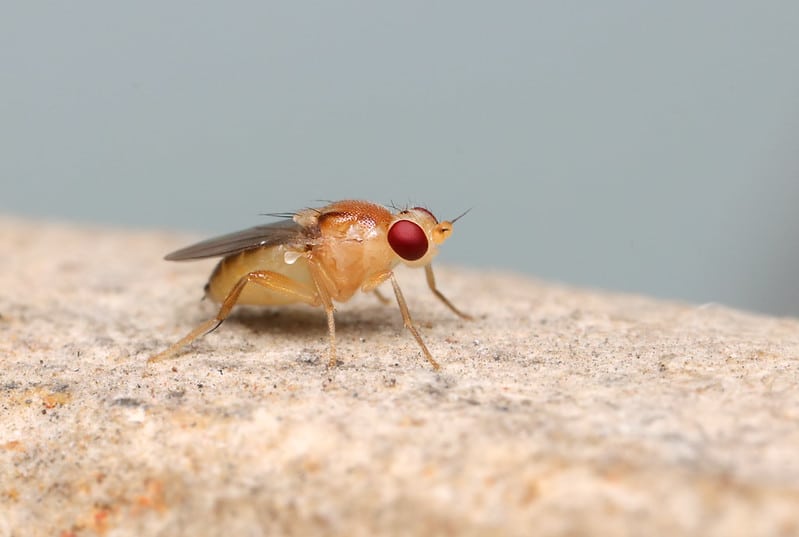 Fruit Fly | Identification, Prevention