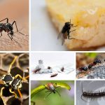 7 Worst Summer Pests | GreenLeaf Pest Control
