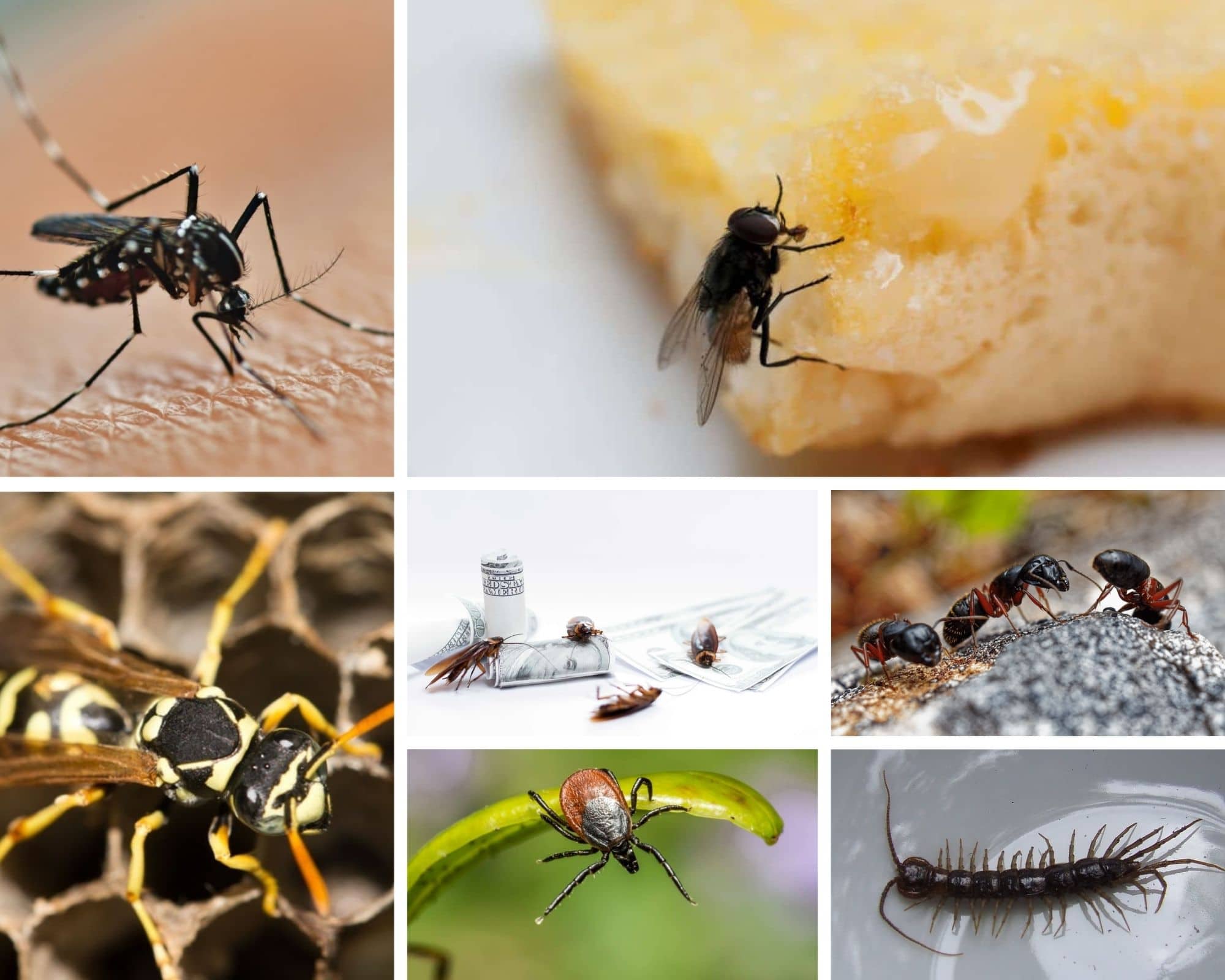 The 7 Worst Summer Pests & How to Prevent Them GreenLeaf