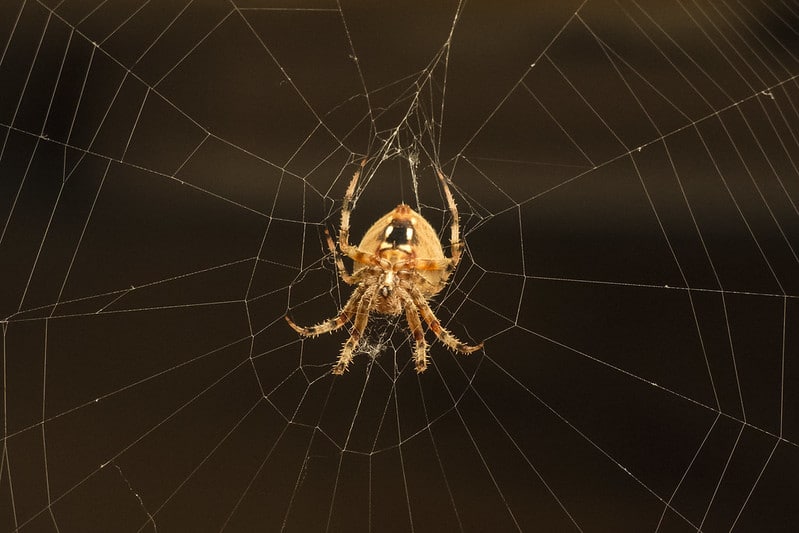 spider control near me | GreenLeaf Pest Control