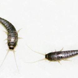Silverfish removal in Toronto | GreenLeaf Pest Control silverfish control Barrie with GreenLeaf Pest Control