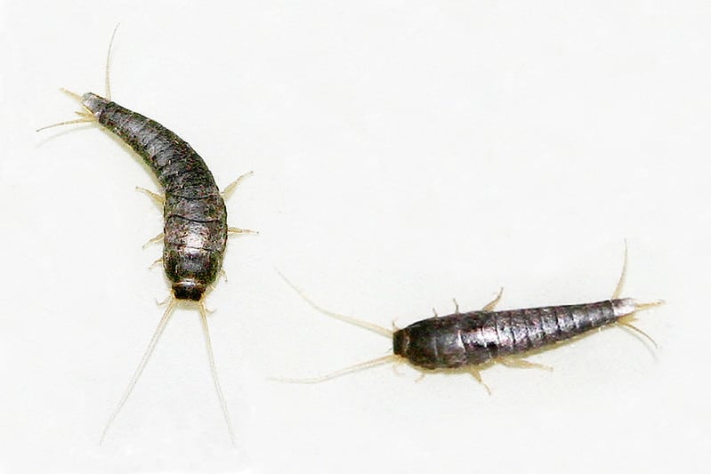 silverfish control Barrie with GreenLeaf Pest Control