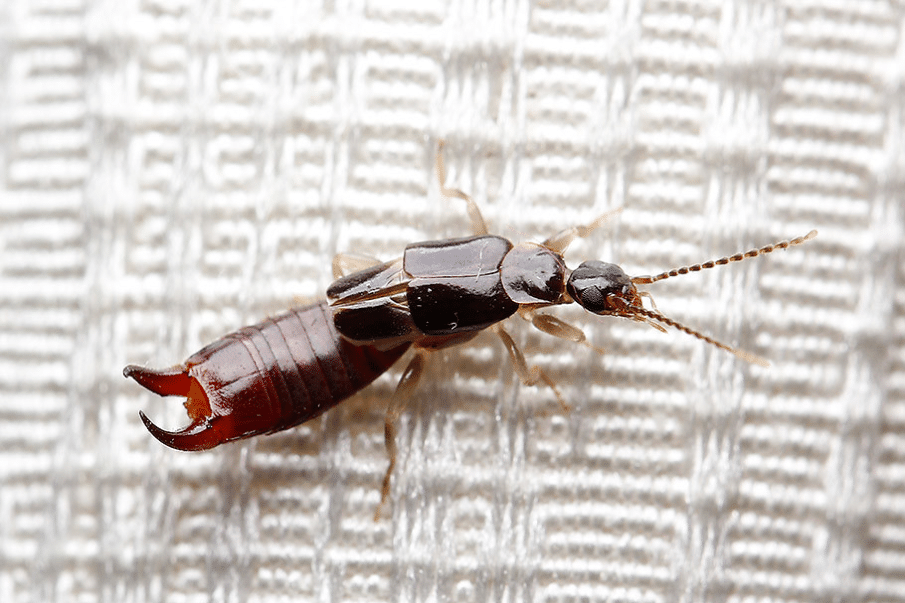 Earwigs Removal tips with GreenLeaf Pest Control