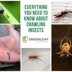 Crawling Insects removal tips