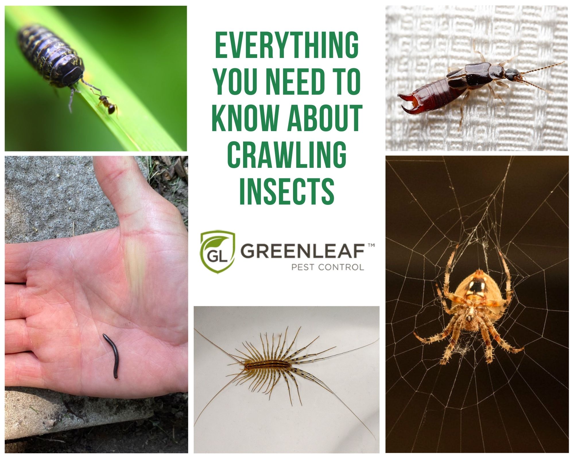 Crawling Insects Identification & Prevention GreenLeaf