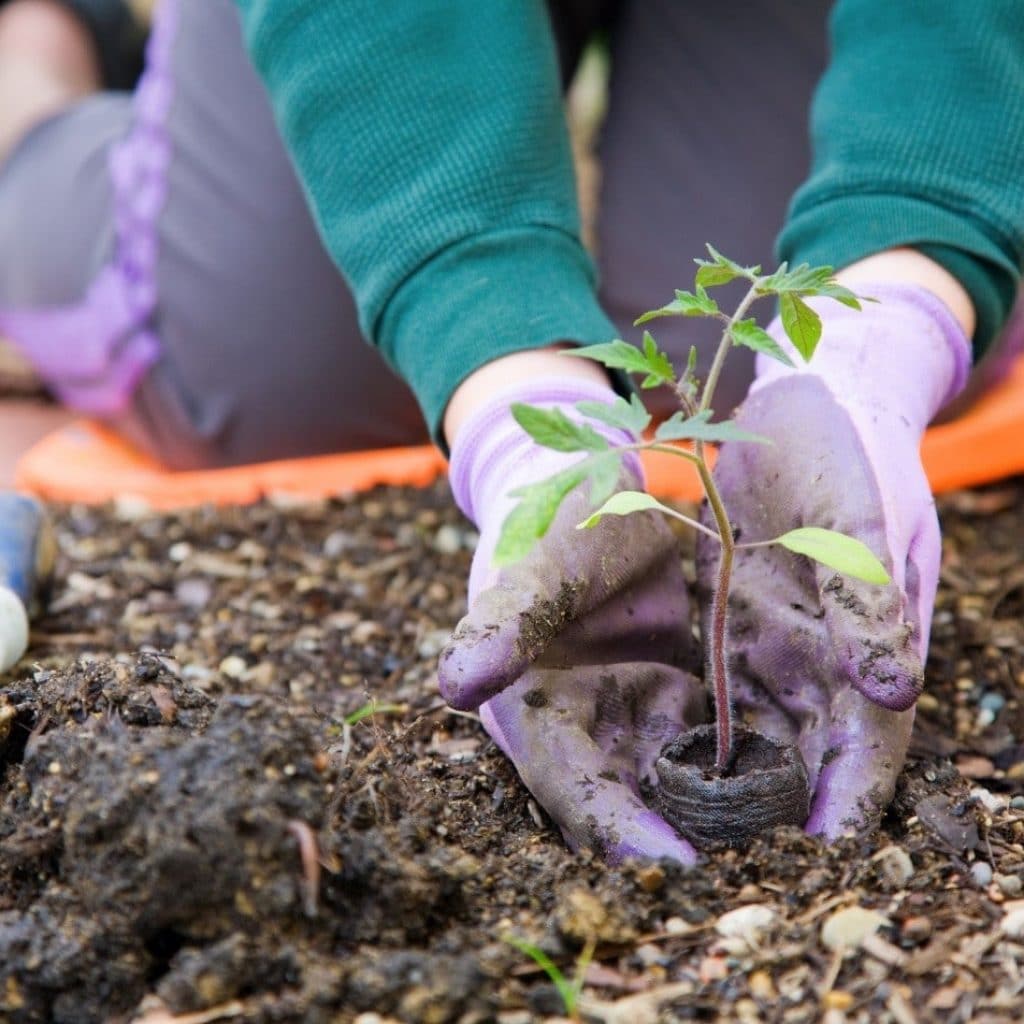 Environmental Management Programs with GreenLeaf Pest Control