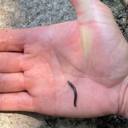 Crawling insect removal | GreenLeaf Pest control Millipede control in Toronto | GreenLeaf Pest Control