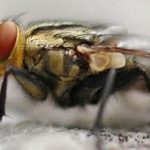 Fly removal in Toronto | GreenLeaf Pest Control