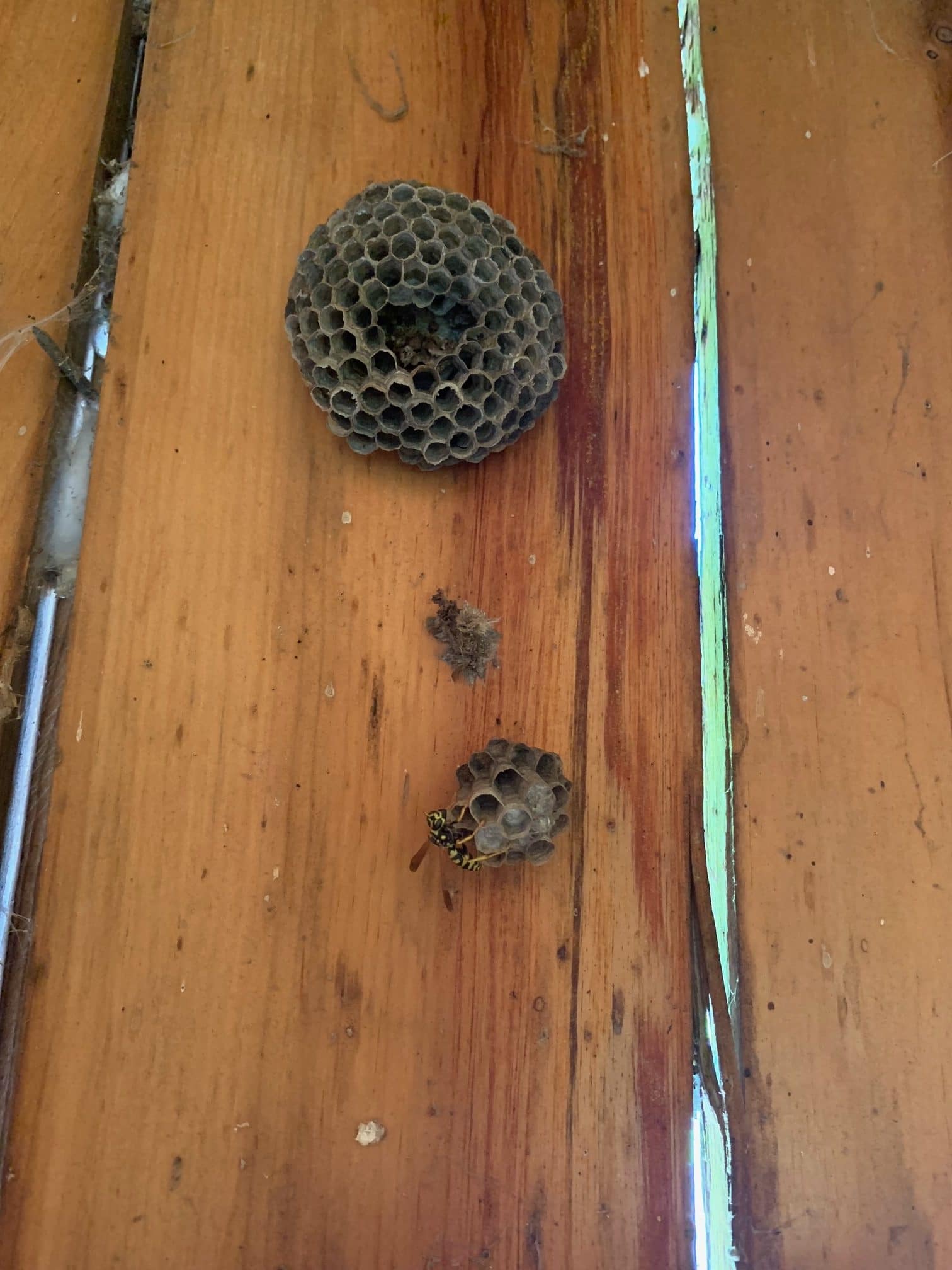 Wasps & Bees services Toronto | GreenLeaf Pest Control