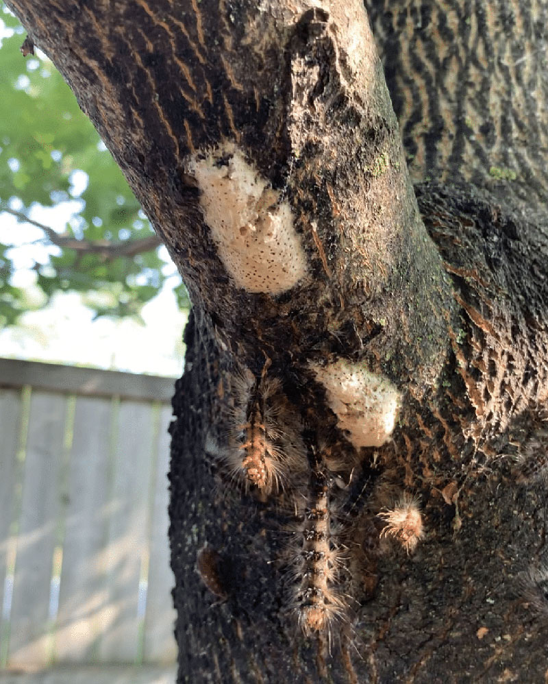 Gypsy Moth, Battling Gypsy Moths – Is it too late?