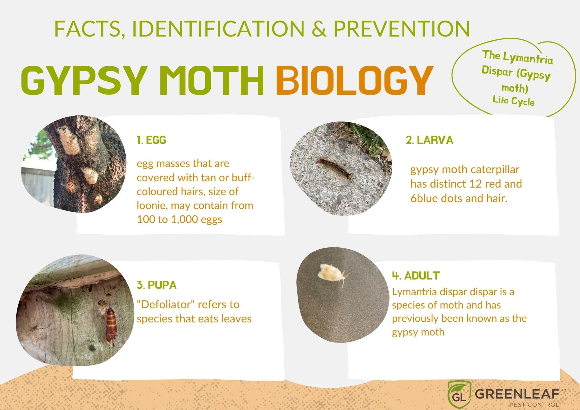 Gypsy Moth Life Cycle