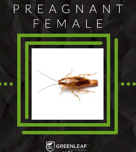 Cockroaches infestation Toronto | GreenLeaf Pest Control