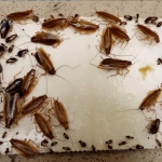 How to rid of Cockroaches | GreenLeaf Pest Control