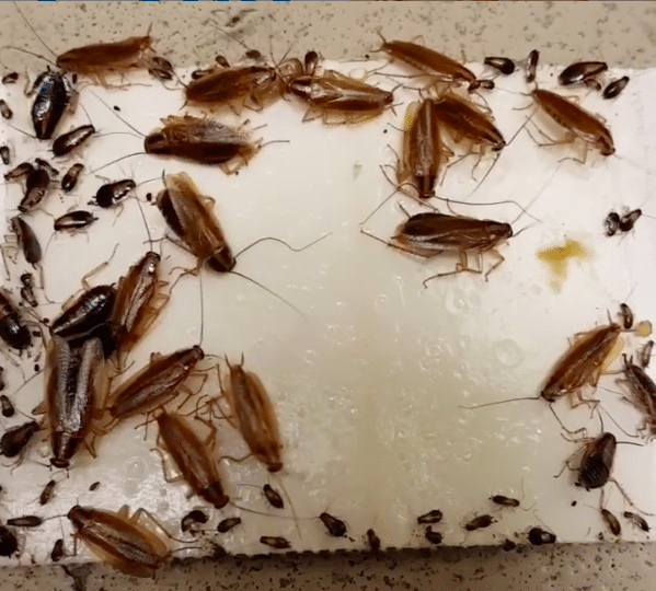 How to rid of Cockroaches | GreenLeaf Pest Control