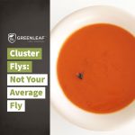 Cluster Fly Prevention | GreenLeaf Pest Control