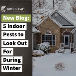 Winter Pests to look out | GreenLeaf Pest Control