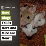 Winter Pest Elimination | GreenLeaf Pest Control
