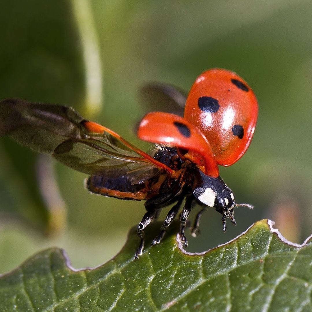 occasional invaders removal | GreenLeaf Pest Control