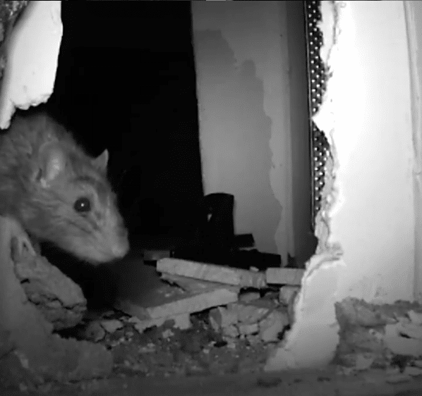 Rodent elimination near me | GreenLeaf Pest Control