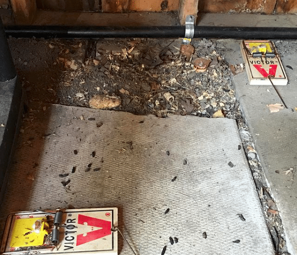 How to get rid of rat & mice | GreenLeaf Pest Control