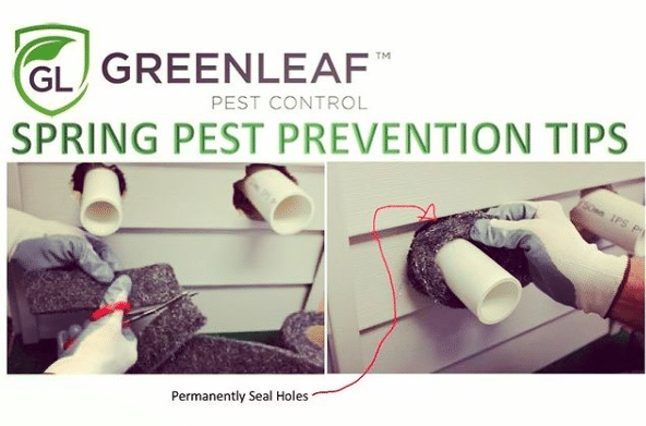 Rodent elimination ideas | GreenLeaf Pest Control