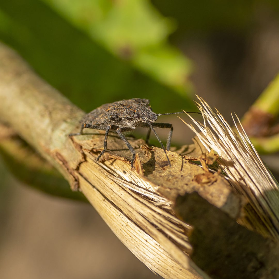 Pest services | GreenLeaf Pest Control Toronto