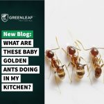 Get rid of ants in Toronto | GreenLeaf Pest Control