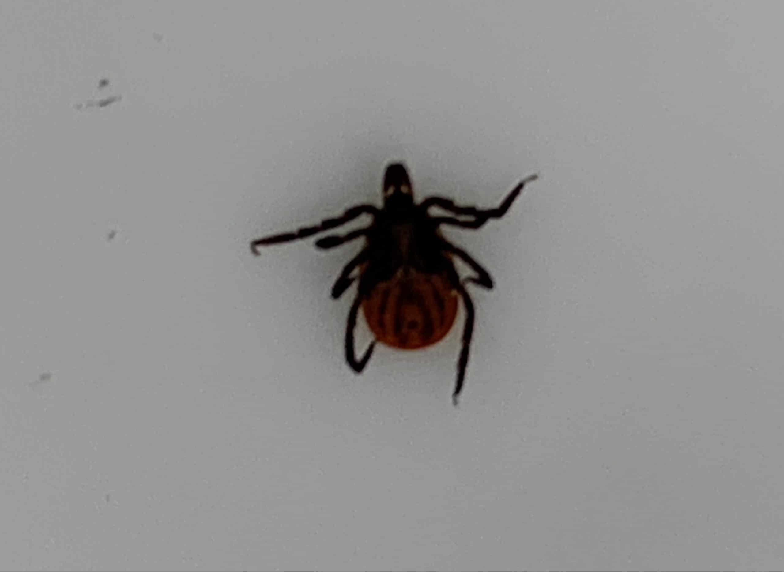 Tick removal tip | GreenLeaf Pest Control