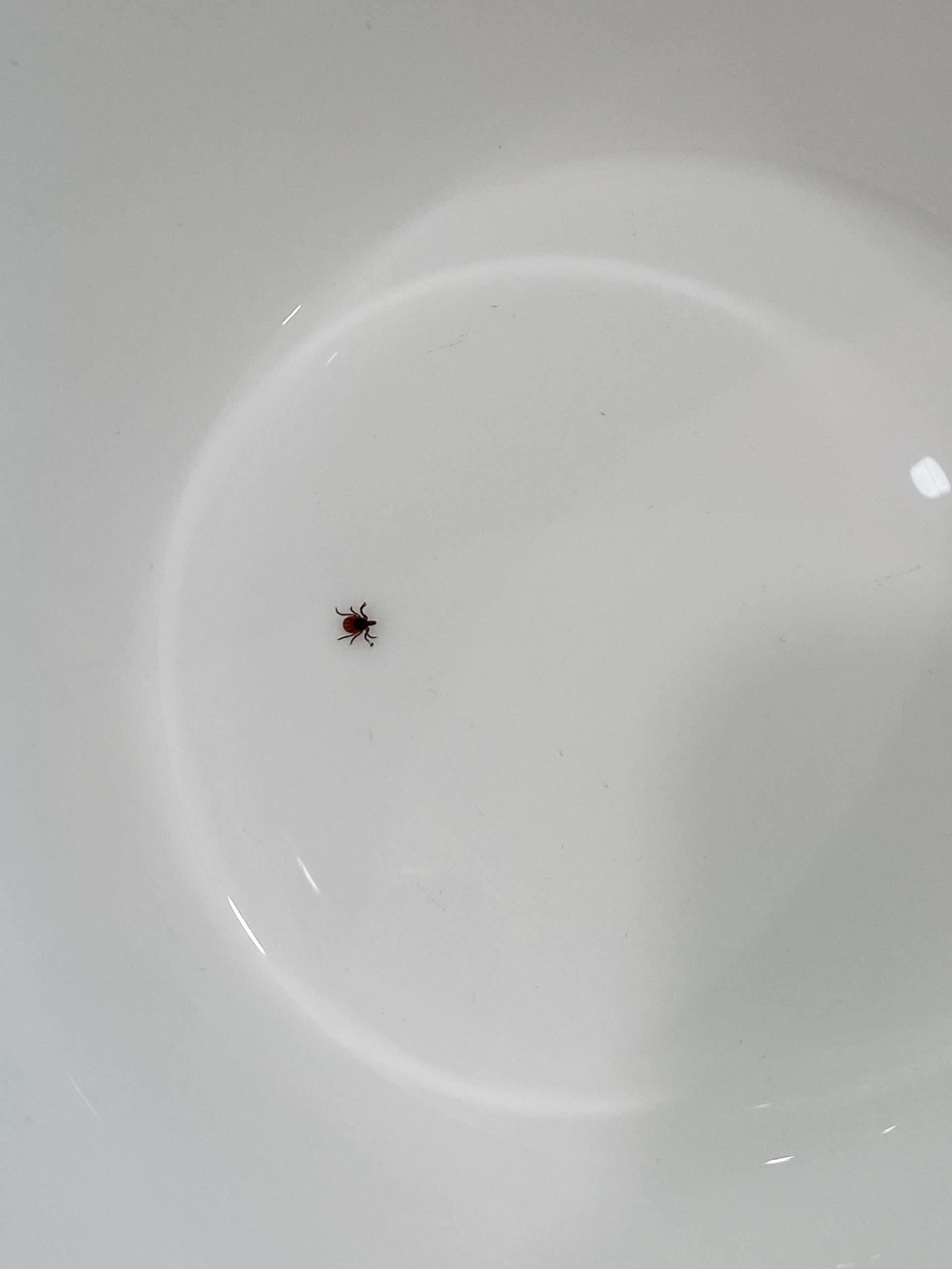 I found tick on me | GreenLeaf Pest Control