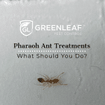 Pharaoh Ant Treatment